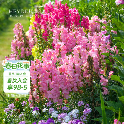 春季草花植物阳台盆栽花卉