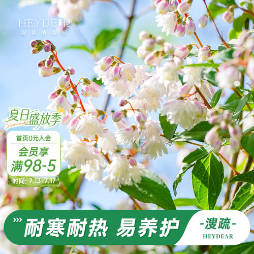 海蒂的花园溲疏铃铛庭院盆栽苗