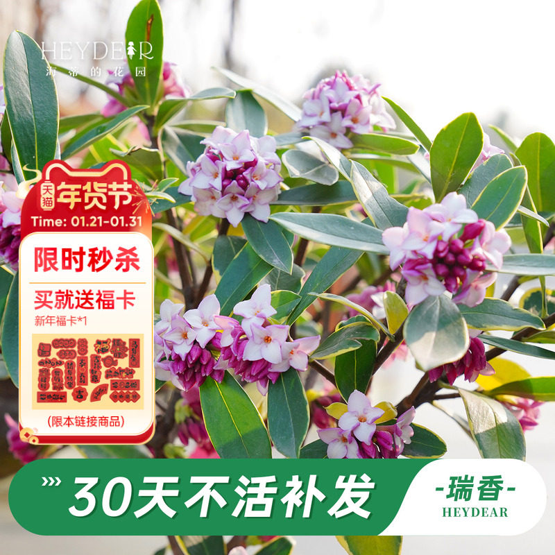 海蒂的花园旗舰店瑞香花卉盆栽冬季开花植物阳台庭院开花绿植,鲜花速递/花卉仿真/绿植园艺,时令草本花卉,淘宝优惠券,粉丝福利购,淘宝优惠卷