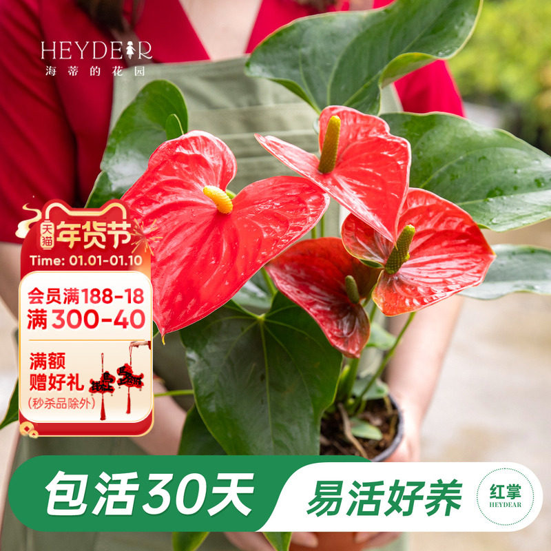 海蒂的花园红掌盆栽室内花卉年宵花办公室绿植易活植物客厅大花