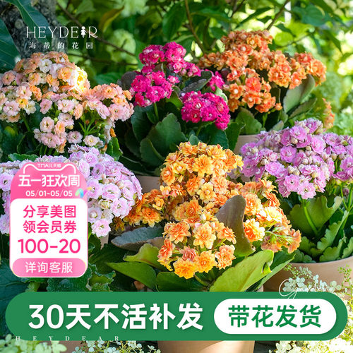 A级长寿花重瓣带花发货