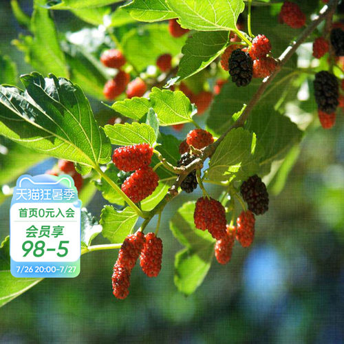 果桑桑葚水果树苗美味营养