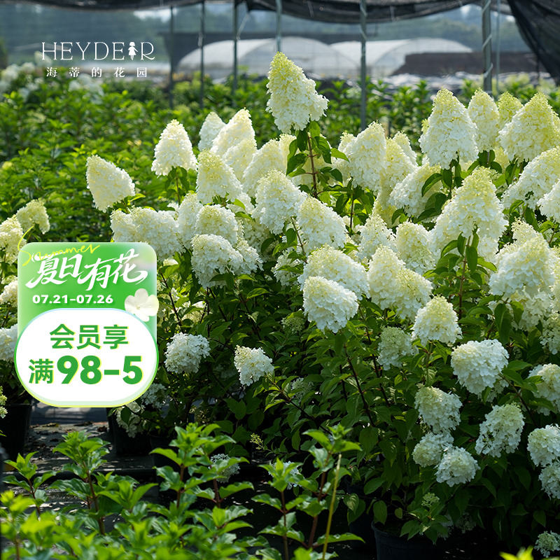 海蒂的花园新品圆锥绣球莫吉托