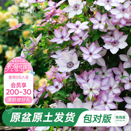 海蒂的花园旗舰店铁线莲苗花园阳台花卉铁线莲花柱盆栽苗庭院可种