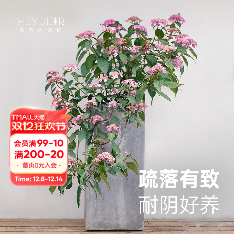 旗舰店海蒂的花园山绣球野趣美