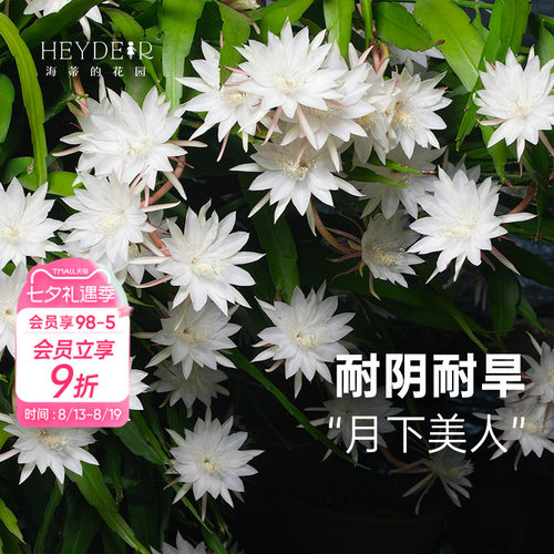 海蒂的花园昙花多年生好养花卉