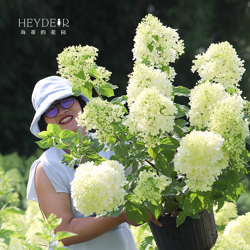 海蒂的花园圆锥绣球香草草莓