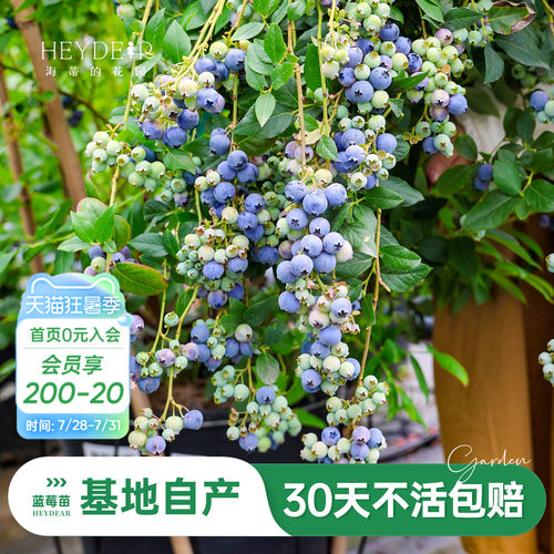 蓝莓苗当年可结果原盆原土发货