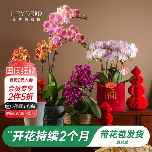 【品牌保障】A级蝴蝶兰带花发货
