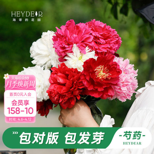 海蒂的花园耐寒植物花苗