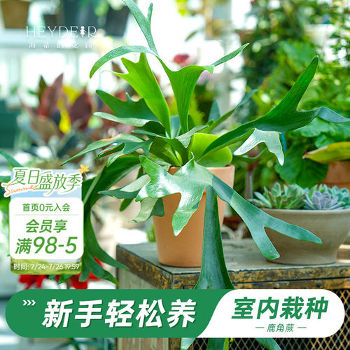 鹿角蕨盆栽奇特桌面植物