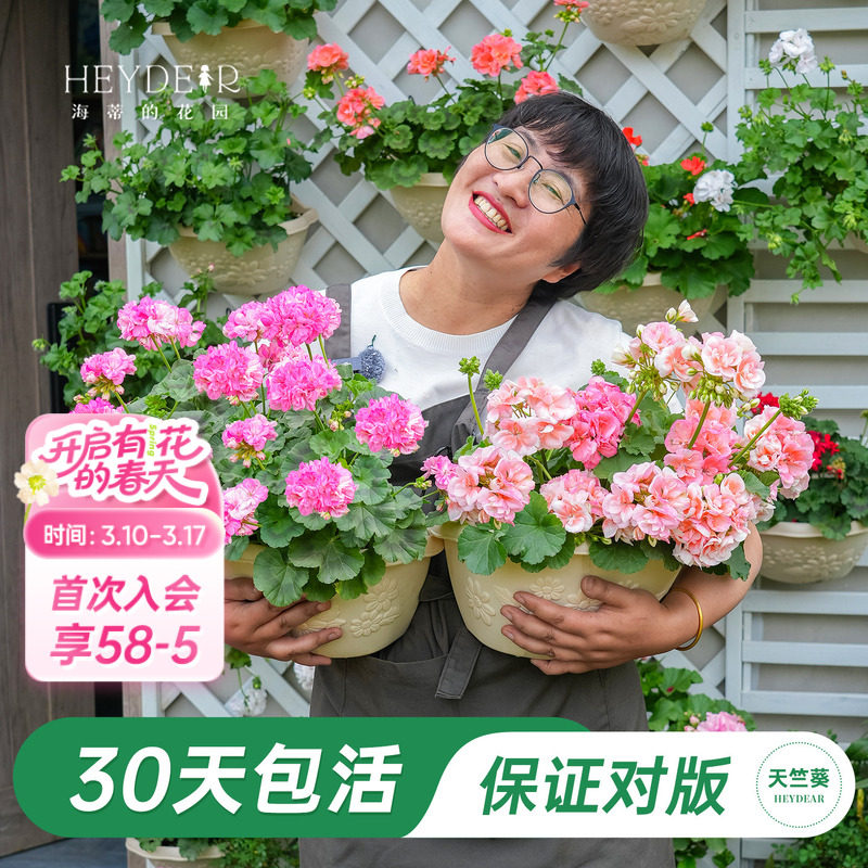 海蒂的花园旗舰店天竺葵盆栽小苗阳台耐阴花卉绿植多季节开花植物