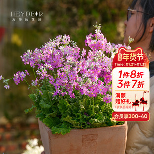 海蒂的花园旗舰店四季樱草花境造景搭配植物阳台庭院花卉盆栽苗