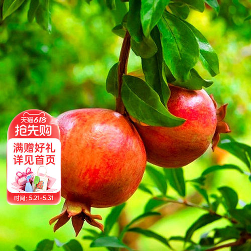 海妈花园石榴树树苗家庭园艺果树