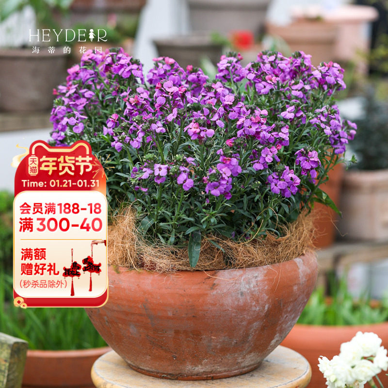 海蒂的花园糖芥花阳台庭院室外耐寒花量大好养草本花卉植物盆栽苗,鲜花速递/花卉仿真/绿植园艺,时令草本花卉,淘宝优惠券,粉丝福利购,淘宝优惠卷