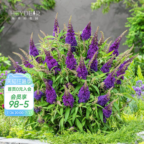 醉鱼草耐热多年生好养花期长