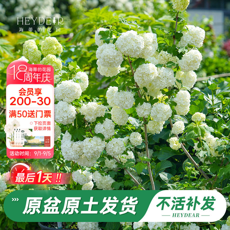 绿植盆栽回购榜TOP店铺木绣球图片