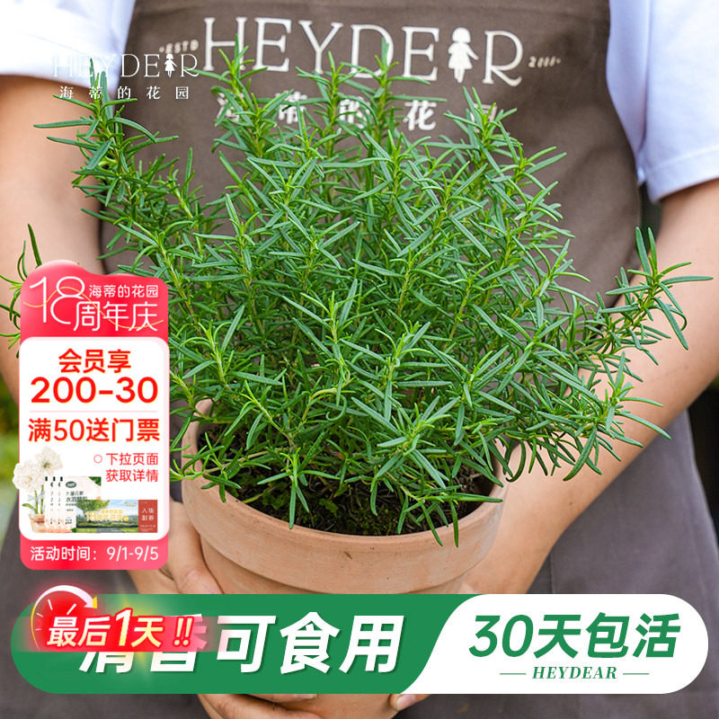 海蒂的花园旗舰店迷迭香香茅草盆栽可食用绿植苗新鲜牛排香料调料