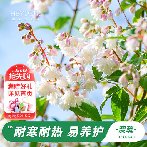 海蒂的花园溲疏铃铛庭院盆栽苗