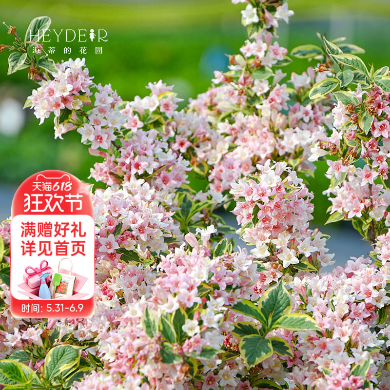 海蒂的花园旗舰店花叶锦带盆栽苗花灌木耐寒易养室外庭院花卉植物