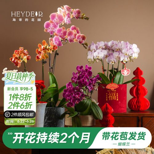 【品牌保障】A级蝴蝶兰带花发货