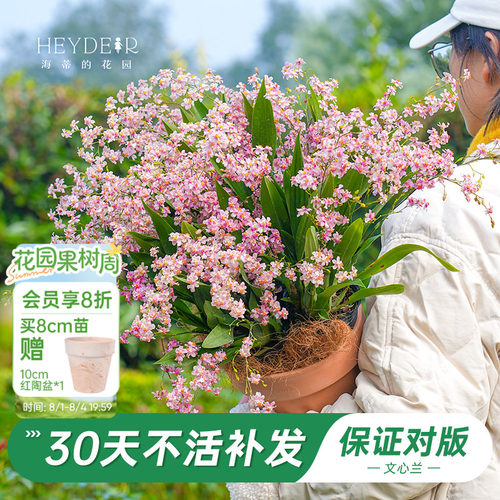 梦香文心兰室内开花香气四溢