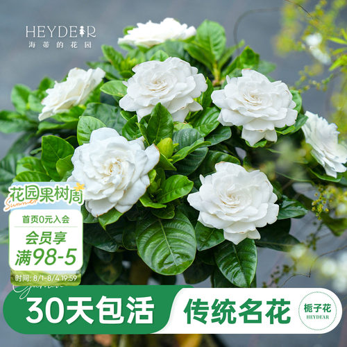 浓香栀子花盆栽大花栀子花