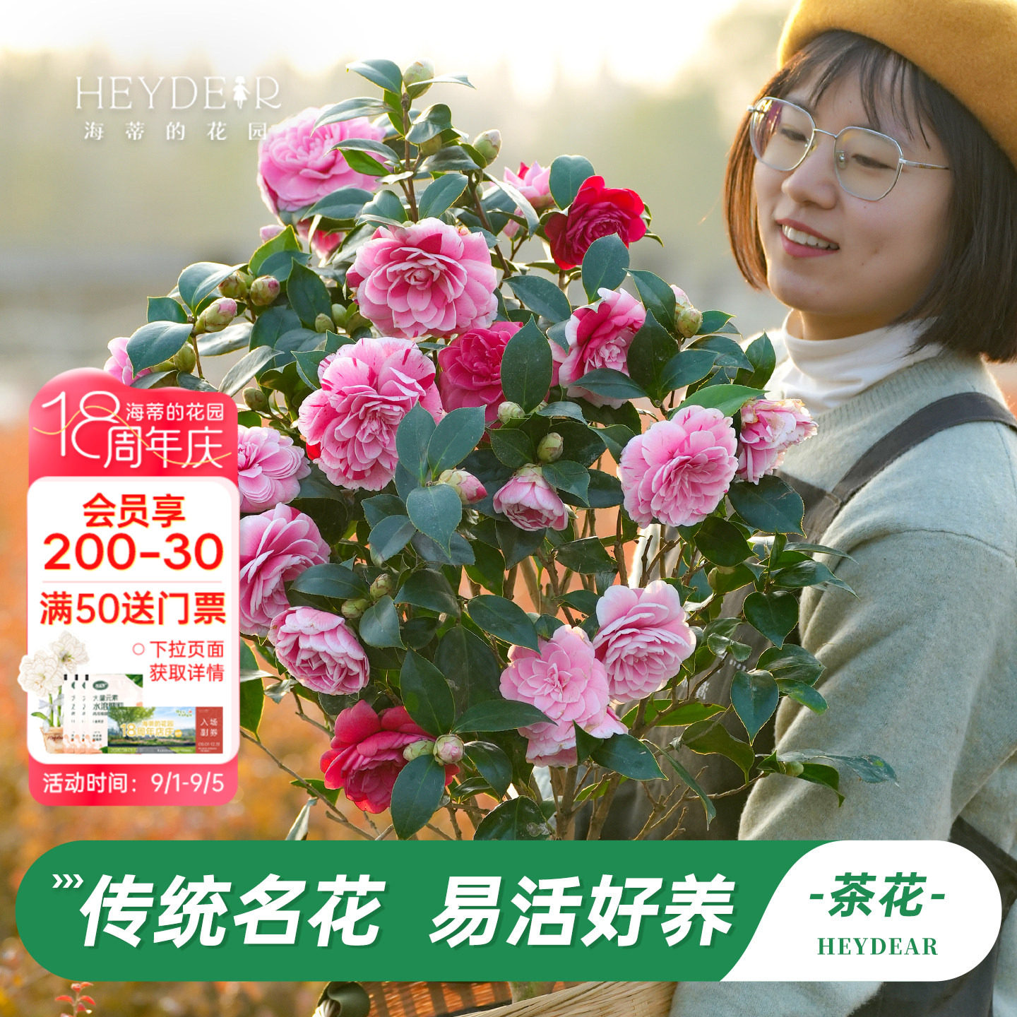 茶花盆栽带花苞30天不活包赔图片