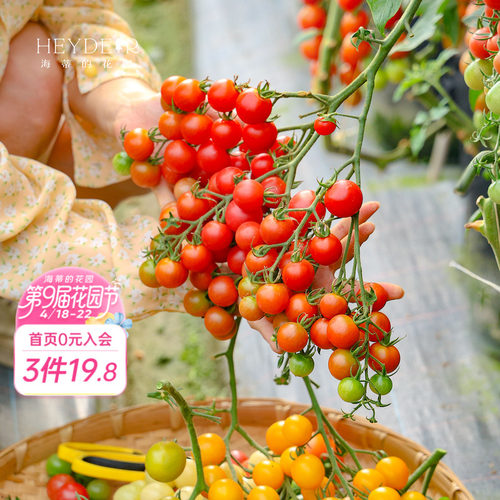 大苗！今年结果番茄西瓜苗