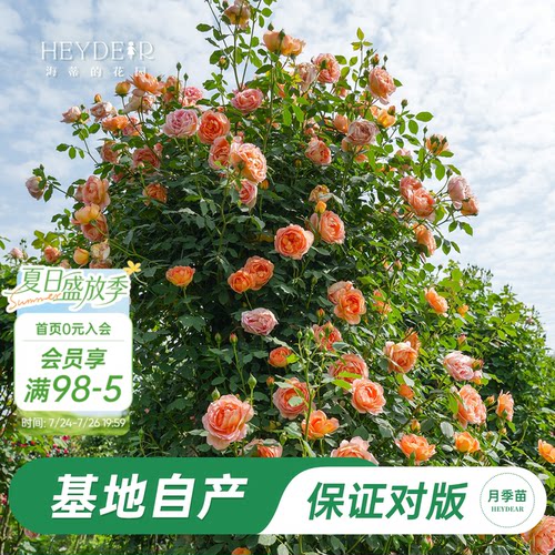 海蒂的花园夏洛特夫人阳台花卉