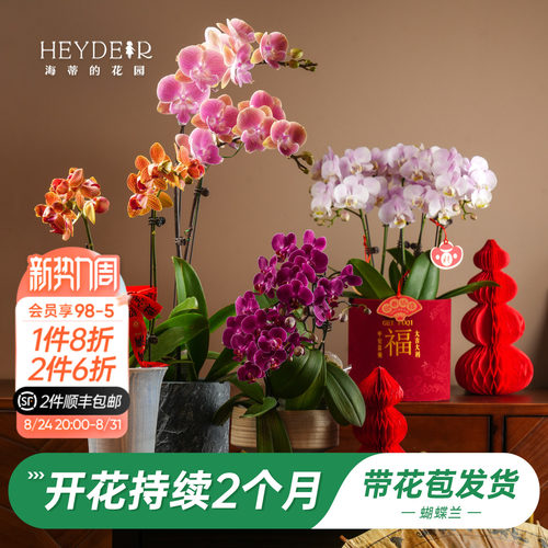 【品牌保障】A级蝴蝶兰带花发货