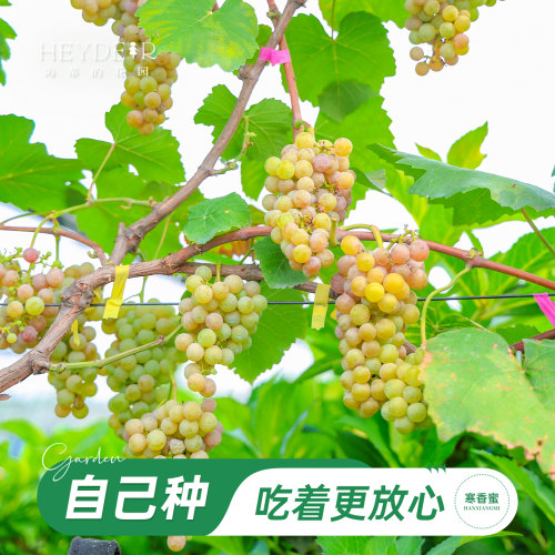 海妈家寒香蜜正宗葡萄树苗