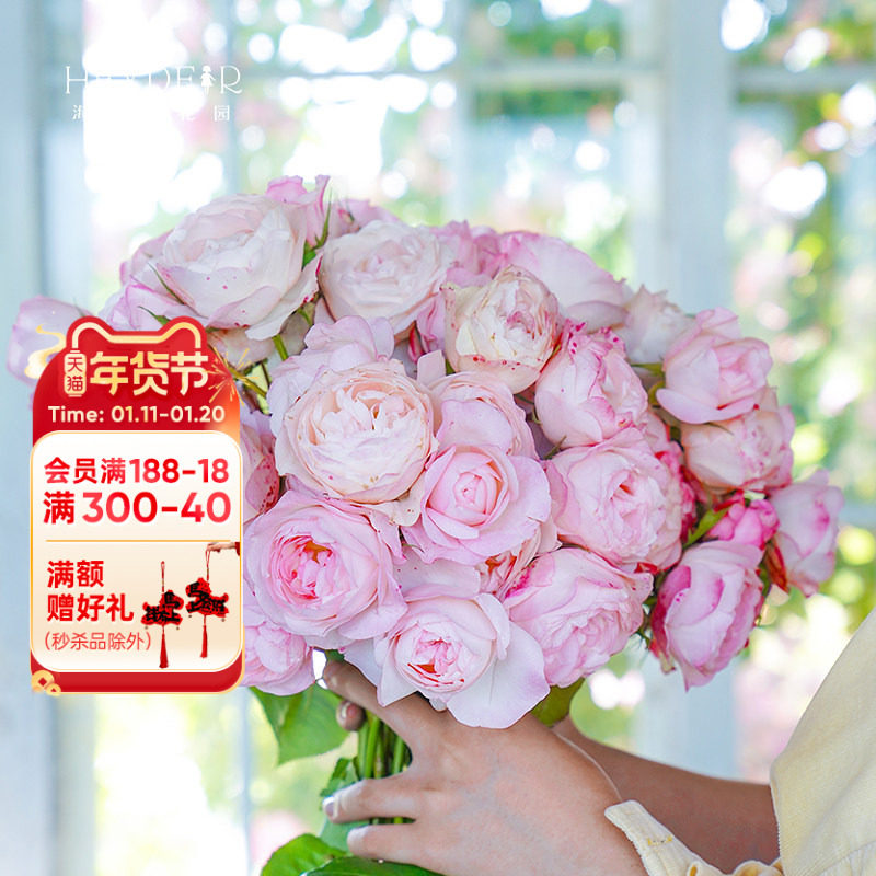 海蒂的花园 草莓杏仁饼直立多头月季勤花庭院阳台花卉植物盆栽苗,鲜花速递/花卉仿真/绿植园艺,月季/蔷薇/玫瑰,淘宝优惠券,粉丝福利购,淘宝优惠卷