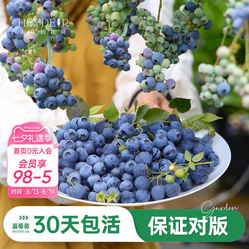 海妈家蓝莓苗原盆原土发货