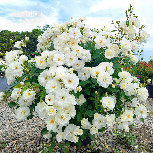 海蒂的花园灌木盆栽苗花卉植物