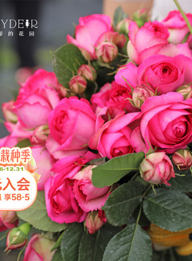 海蒂的花园深粉龙沙宝石爬藤月季拱门花墙植物阳台庭院花卉盆栽苗