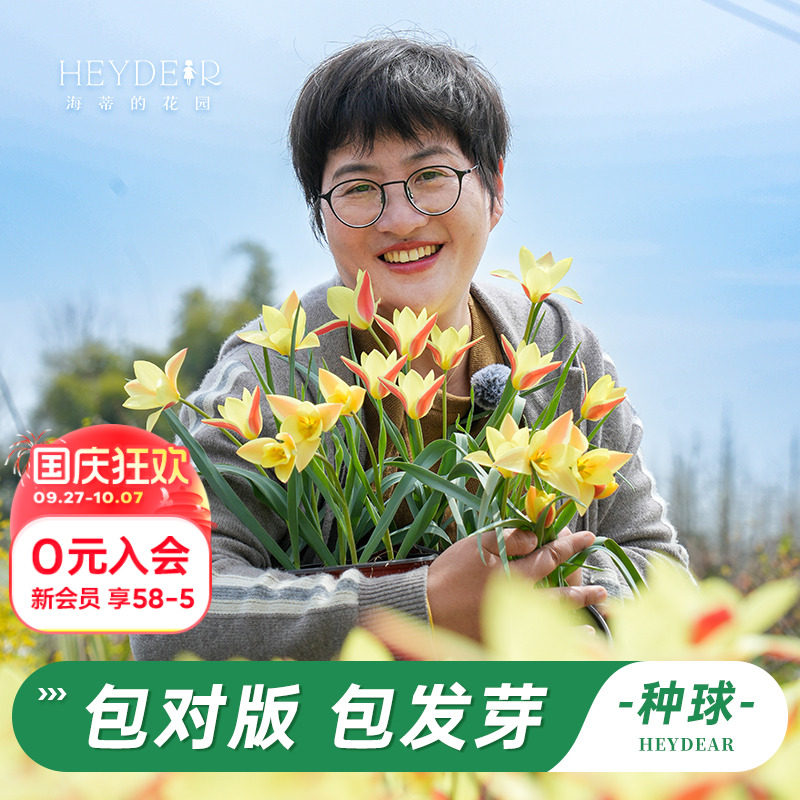 海蒂的花园进口原生郁金香种球可复花多年生花卉盆栽植物球根预售