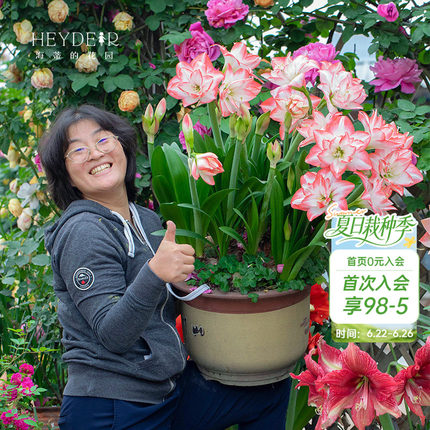 海蒂的花园旗舰店朱顶红种球红红火火进口开花球年宵花卉室内可种
