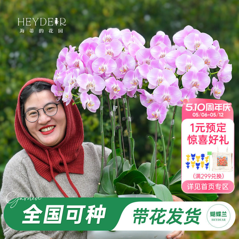 海蒂的花园旗舰店蝴蝶兰带花盆栽带花苞大辣椒年宵花植物室内桌面