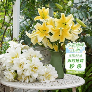 海蒂的花园旗舰店百合种球鲜切花品种全国可种花园阳台花卉球根
