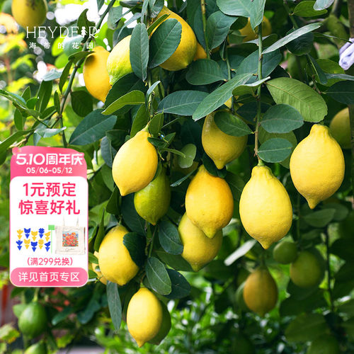 香水柠檬树树苗植物盆栽