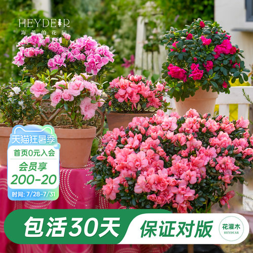 杜鹃茶花冬季开花花灌木