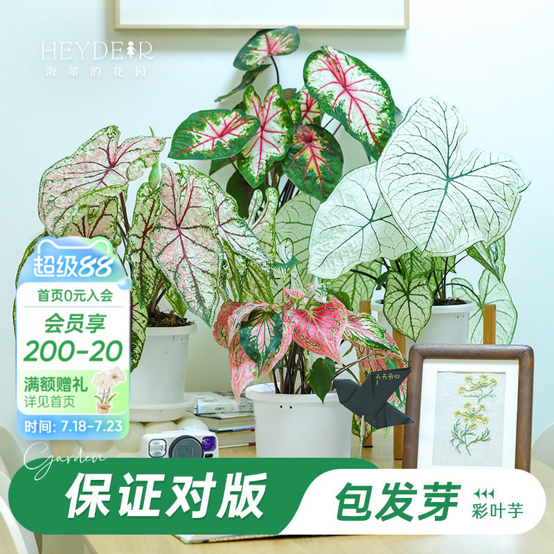 海蒂的花园旗舰店彩叶芋种球花卉植物盆栽室内办公室桌面绿植
