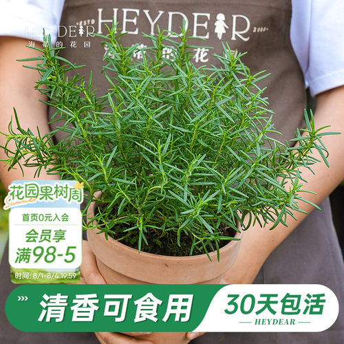 迷迭香盆栽易活好养品牌保障