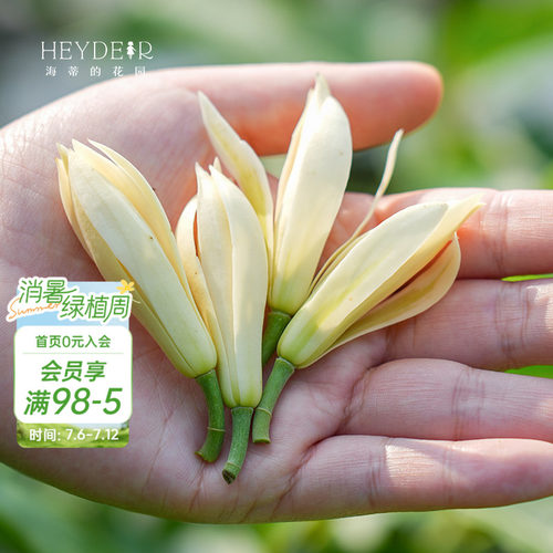 多季节开花黄角兰树苗四川发货