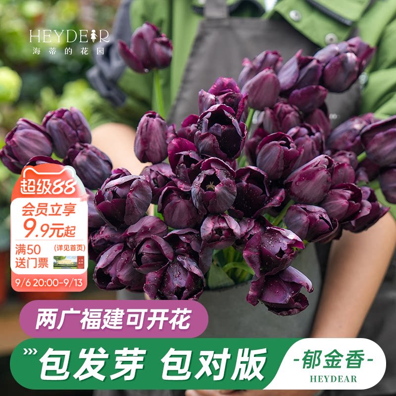 郁金香5度球自然球花卉春季开花图片