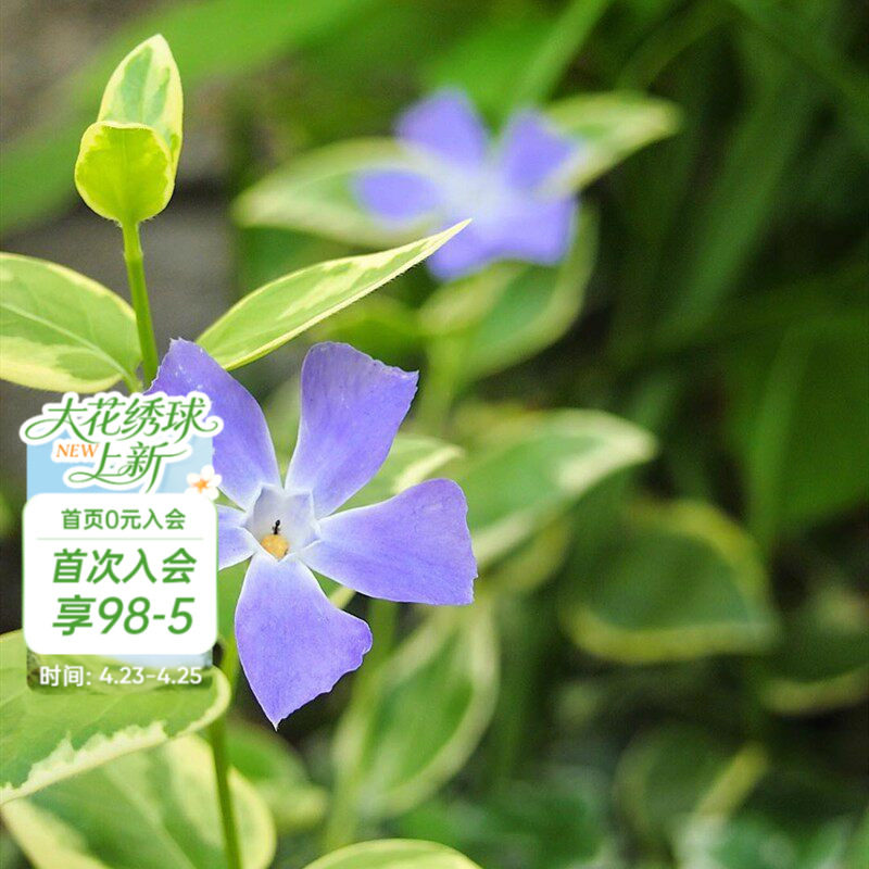 海蒂的花园花叶蔓长春常绿耐阴多年生垂吊花卉阳台花园植物盆栽苗