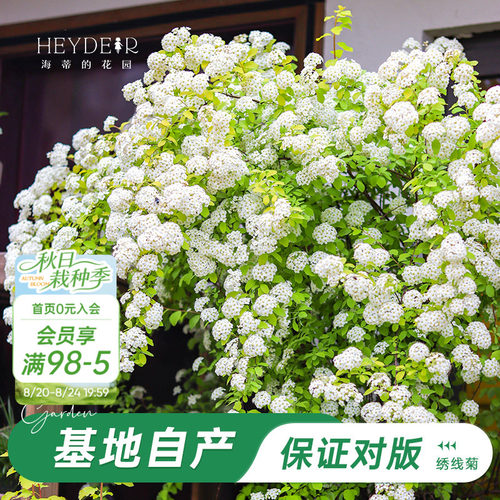 海妈家耐寒花灌木北方露天过冬