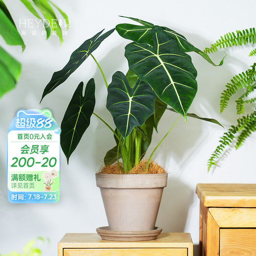 【小红书10万人推荐】绿植海芋