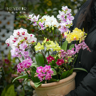 花园旗舰店兰花盆栽文心兰蝴蝶兰带花大花蕙兰年宵花室内花 海蒂